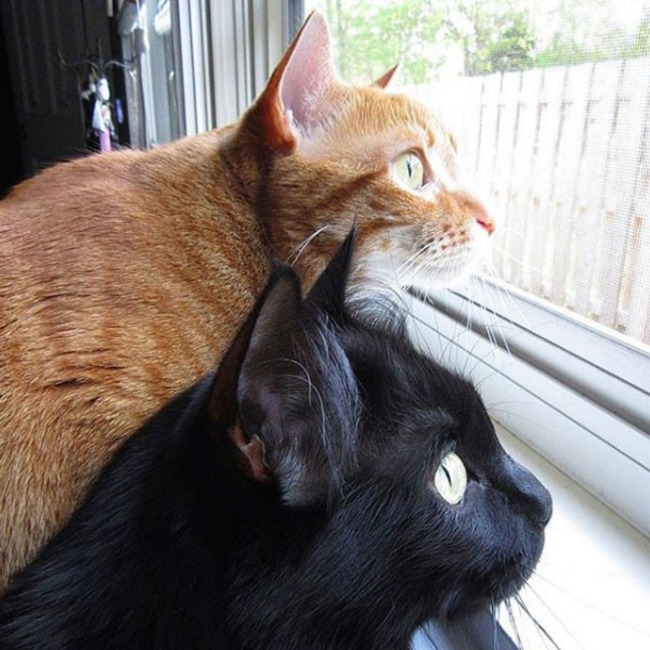 Cole and Marmalade